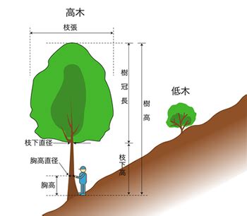 樹冠位置|樹冠位置對環境的影響